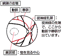 図：眼底