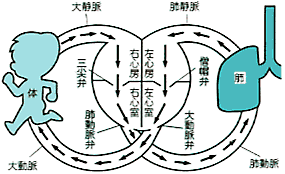 図：心臓の血液循環