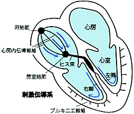 図：心臓